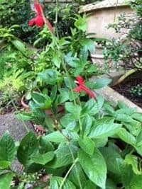 Red Ruellia