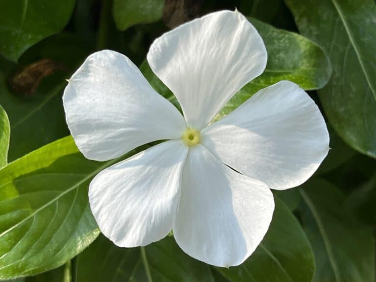 'Cora Cascade White'