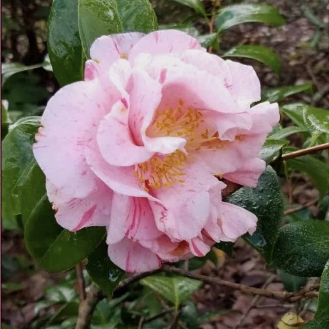 In Bloom - Camellia japonica - Master Gardeners of Greater New Orleans