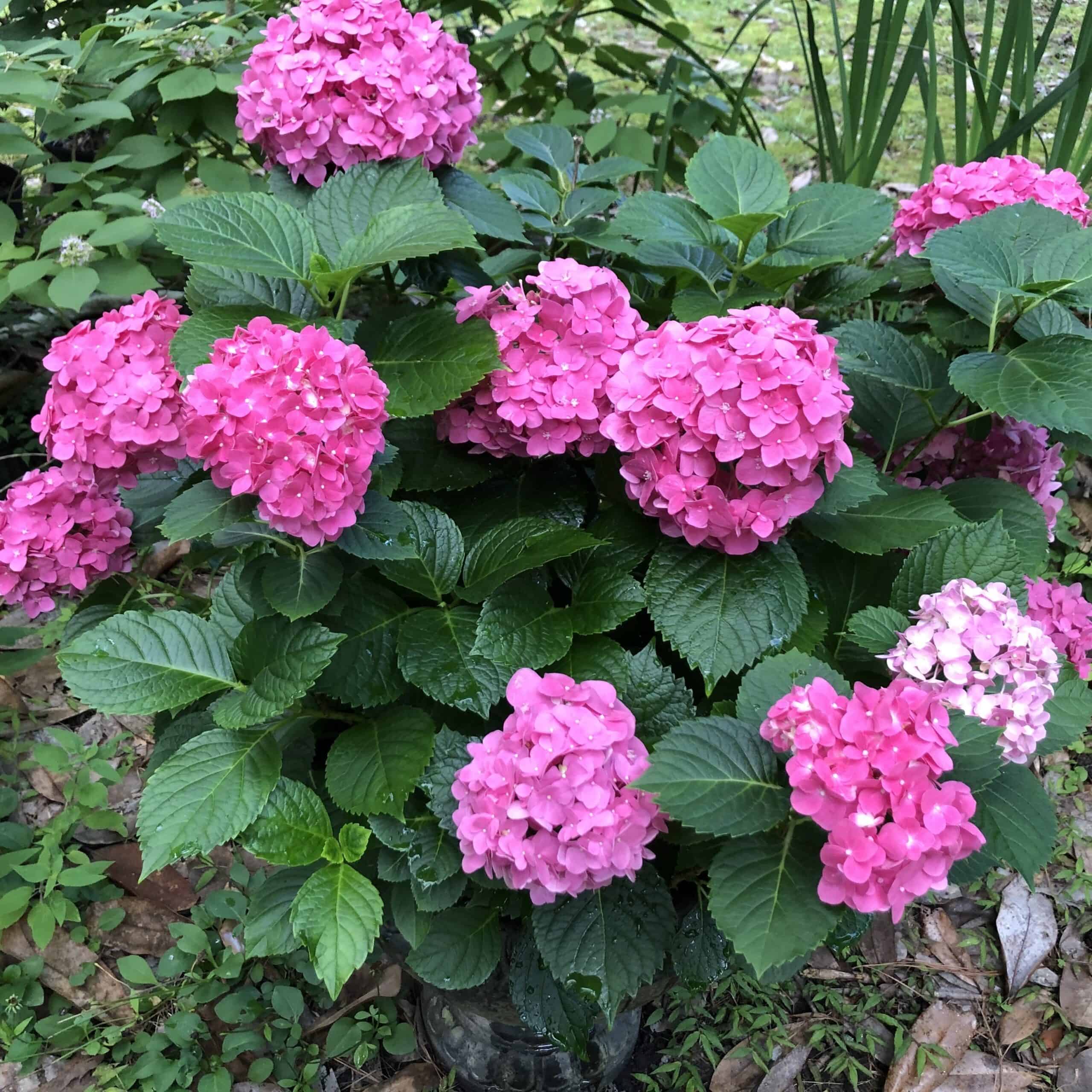 InBloomJun24_PennyMac_IMG_9591